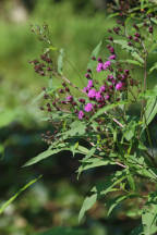 Vernonia noveboracensis
