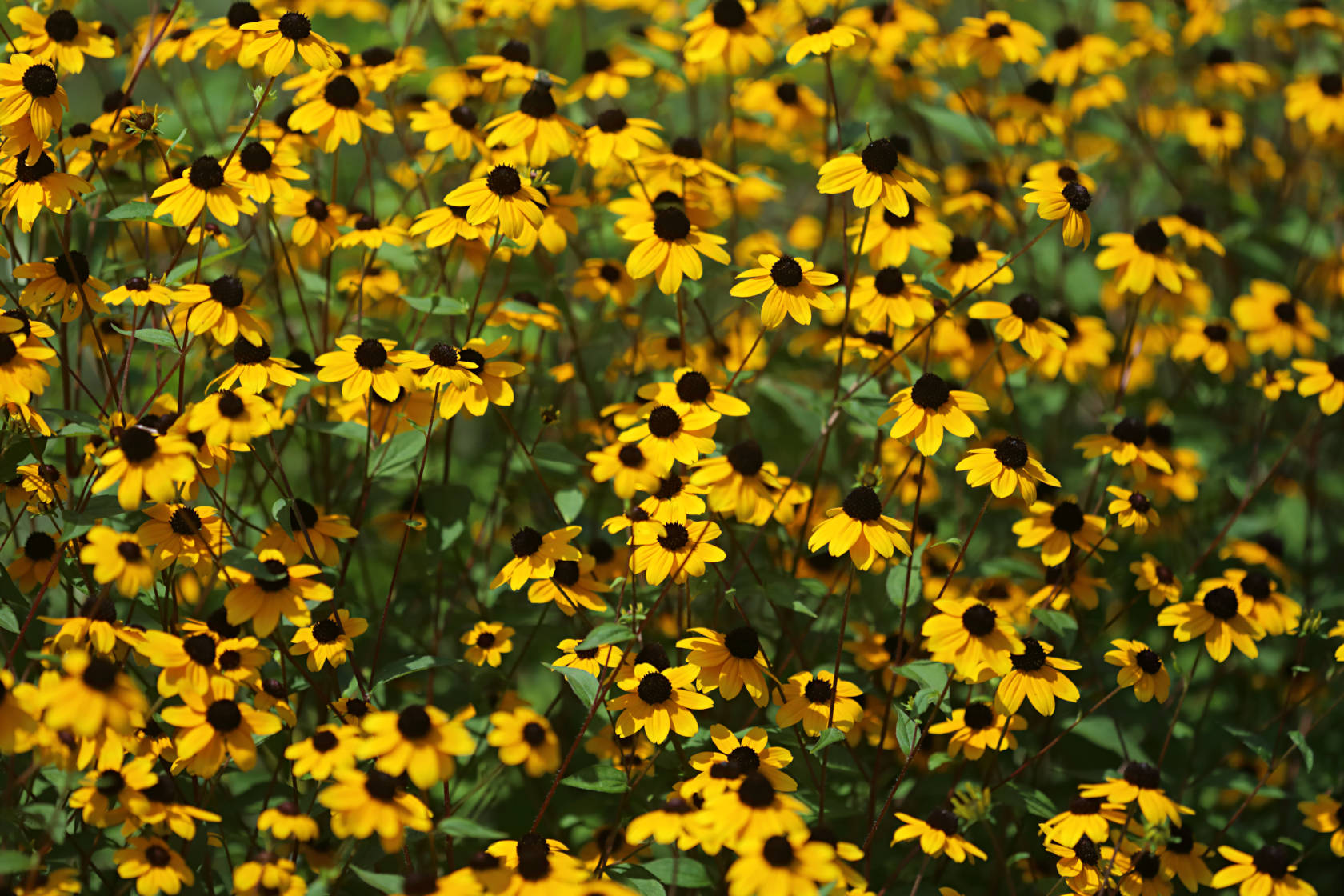 Three-Lobed Coneflower