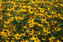 Jenny Jump State Forest