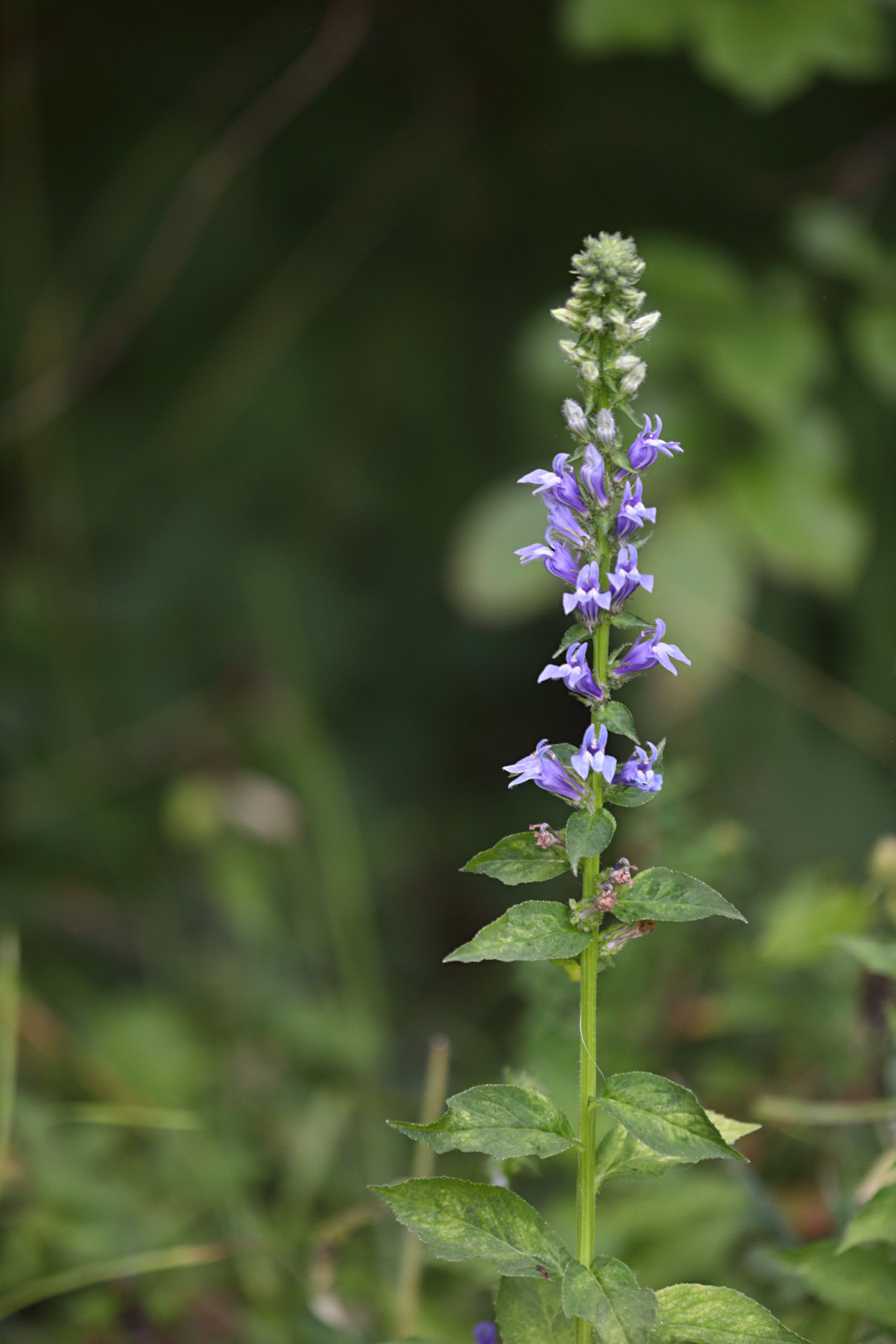 Great Blue Lobelia