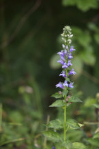 Lobelia siphilitica