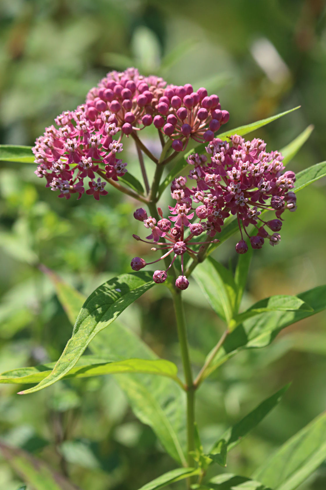 Swamp Milkweed