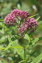 Asclepias incarnata