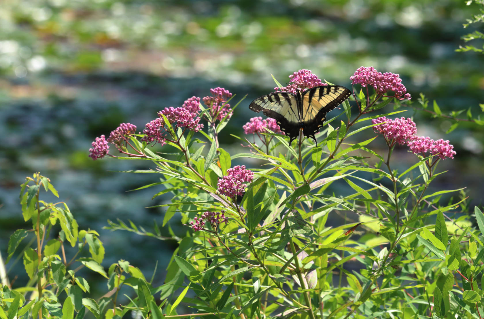 Eastern Tiger Swallowtail Butterfly on Swamp Milkweed