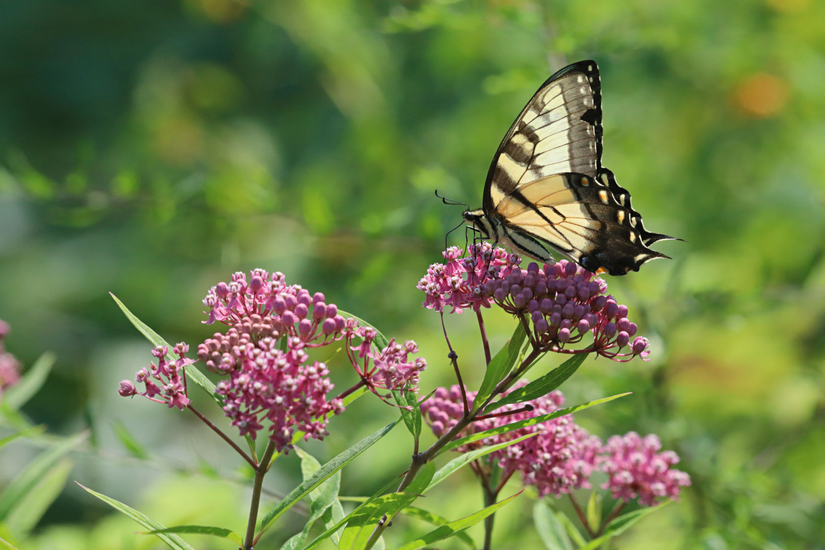 Eastern Tiger Swallowtail Butterfly on Swamp Milkweed