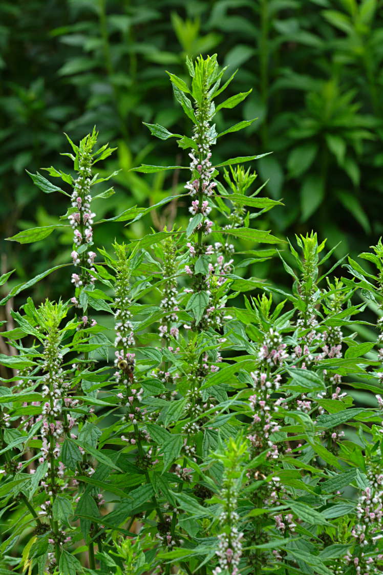Common Motherwort