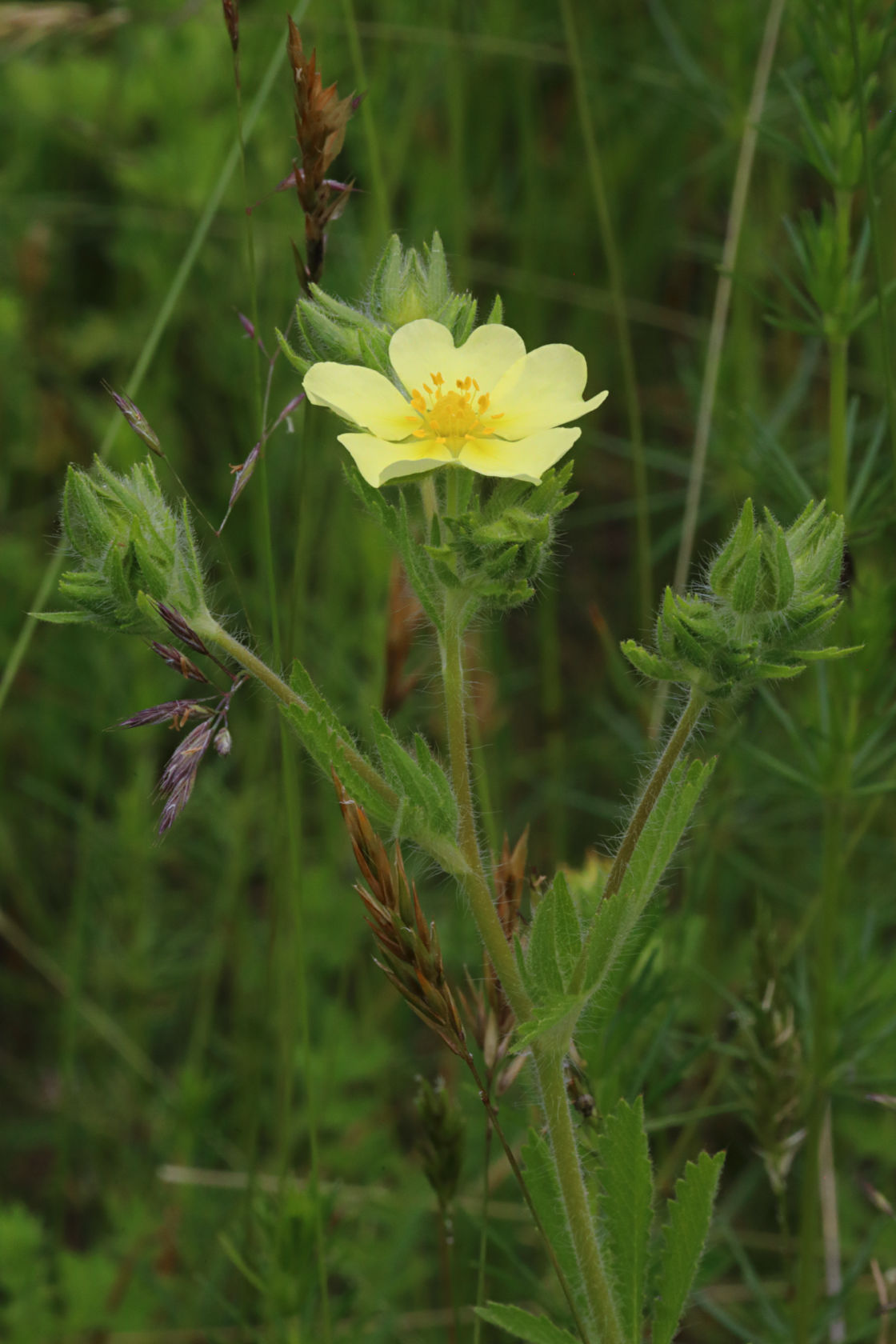 Rough-Fruited Cinquefoil