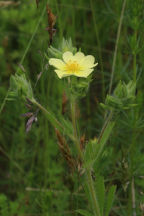 Potentilla recta