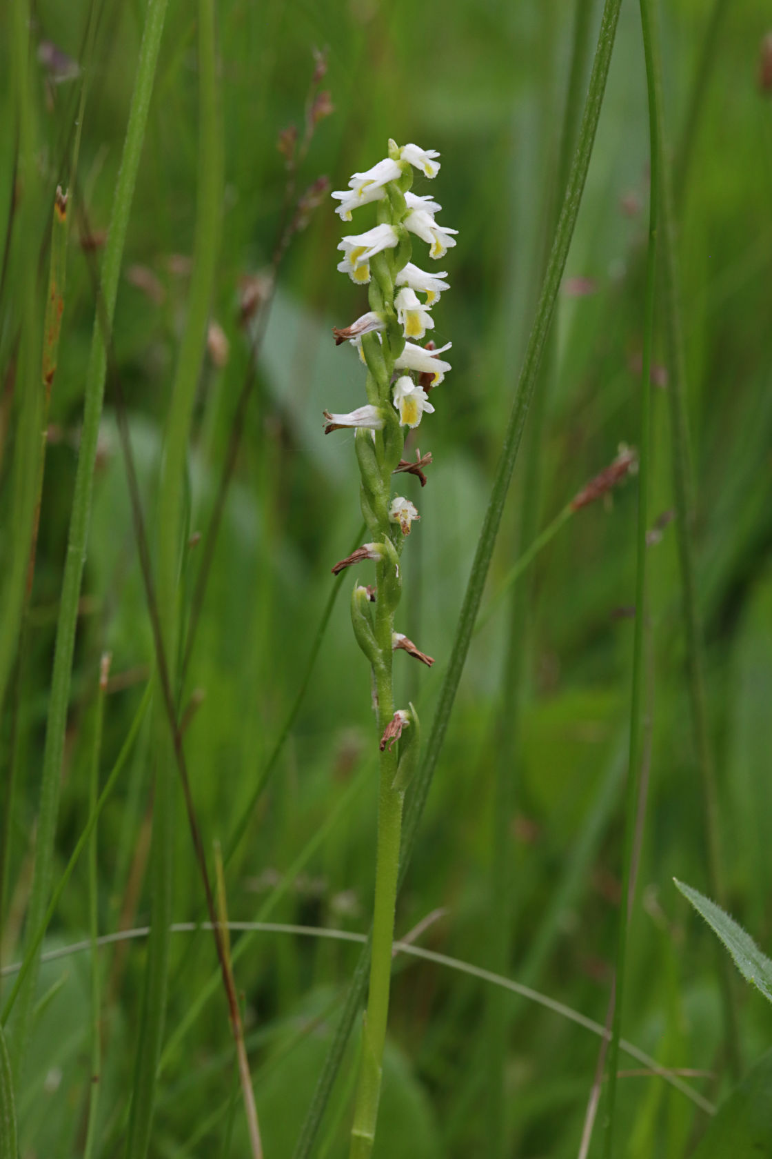 Shining Ladies' Tresses
