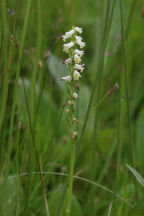 Spiranthes lucida