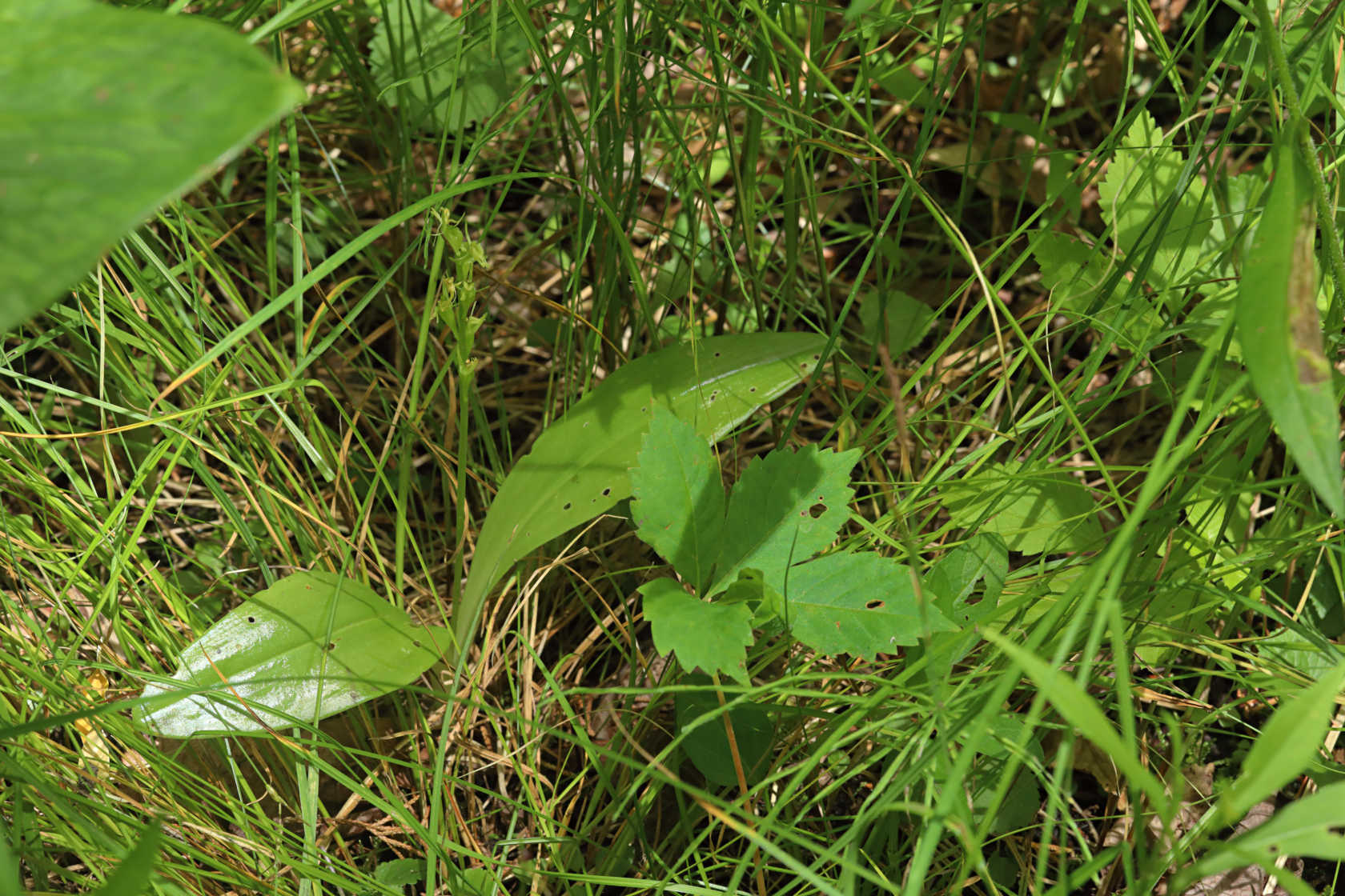 Loesel's Twayblade