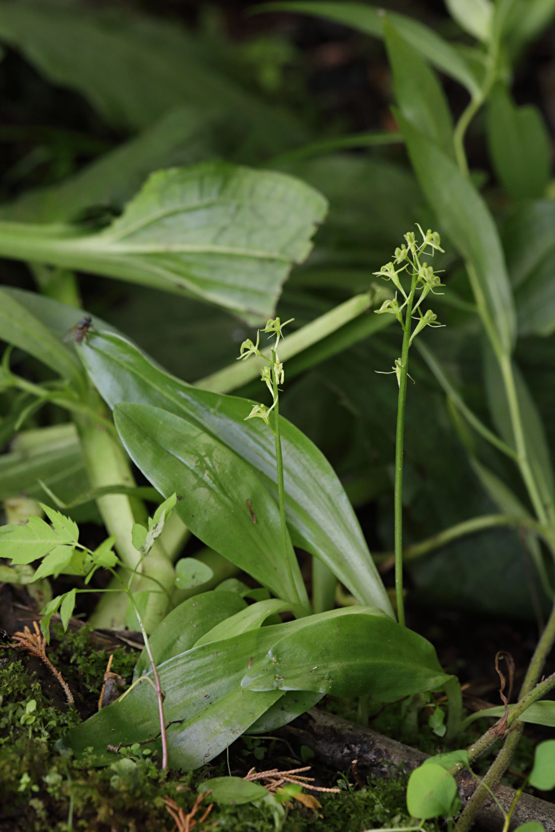 Loesel's Twayblade