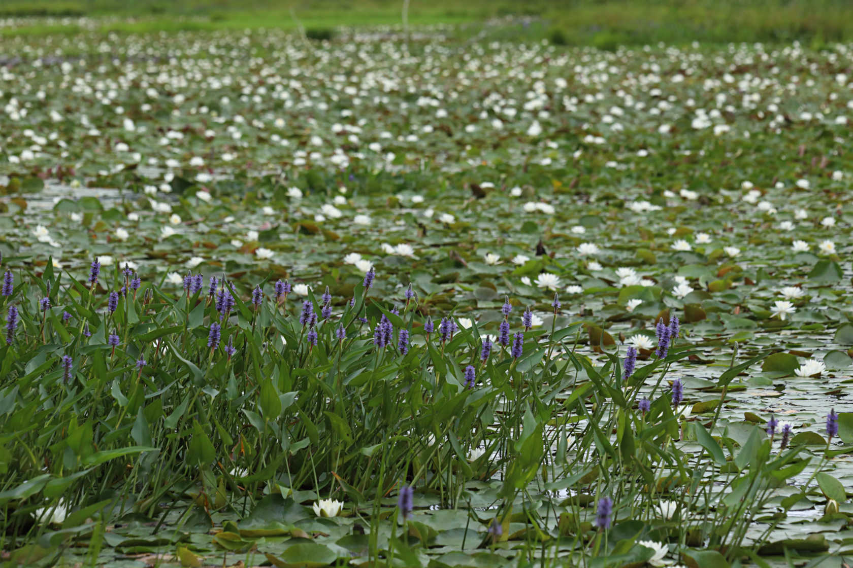 Pickerel Weed and Common Water Lily