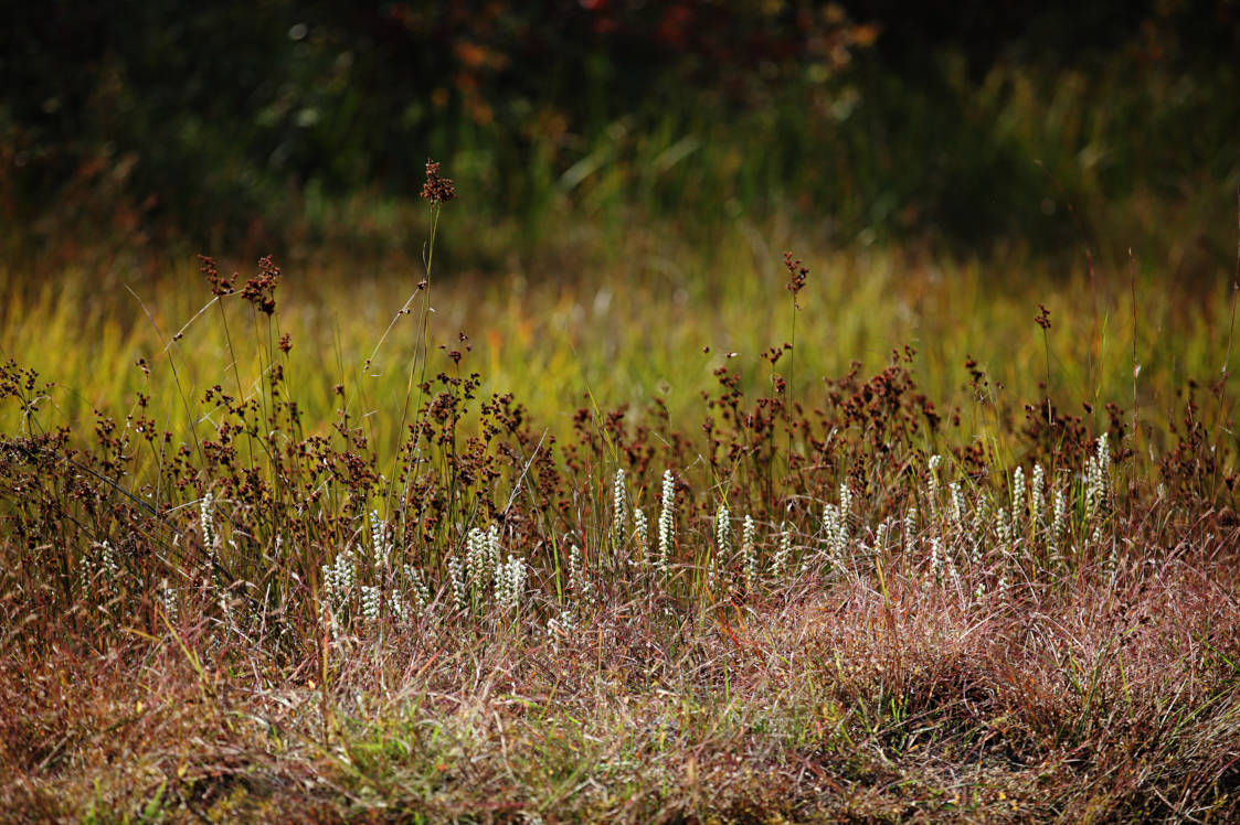 Nodding Ladies' Tresses