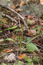 Spiranthes ochroleuca