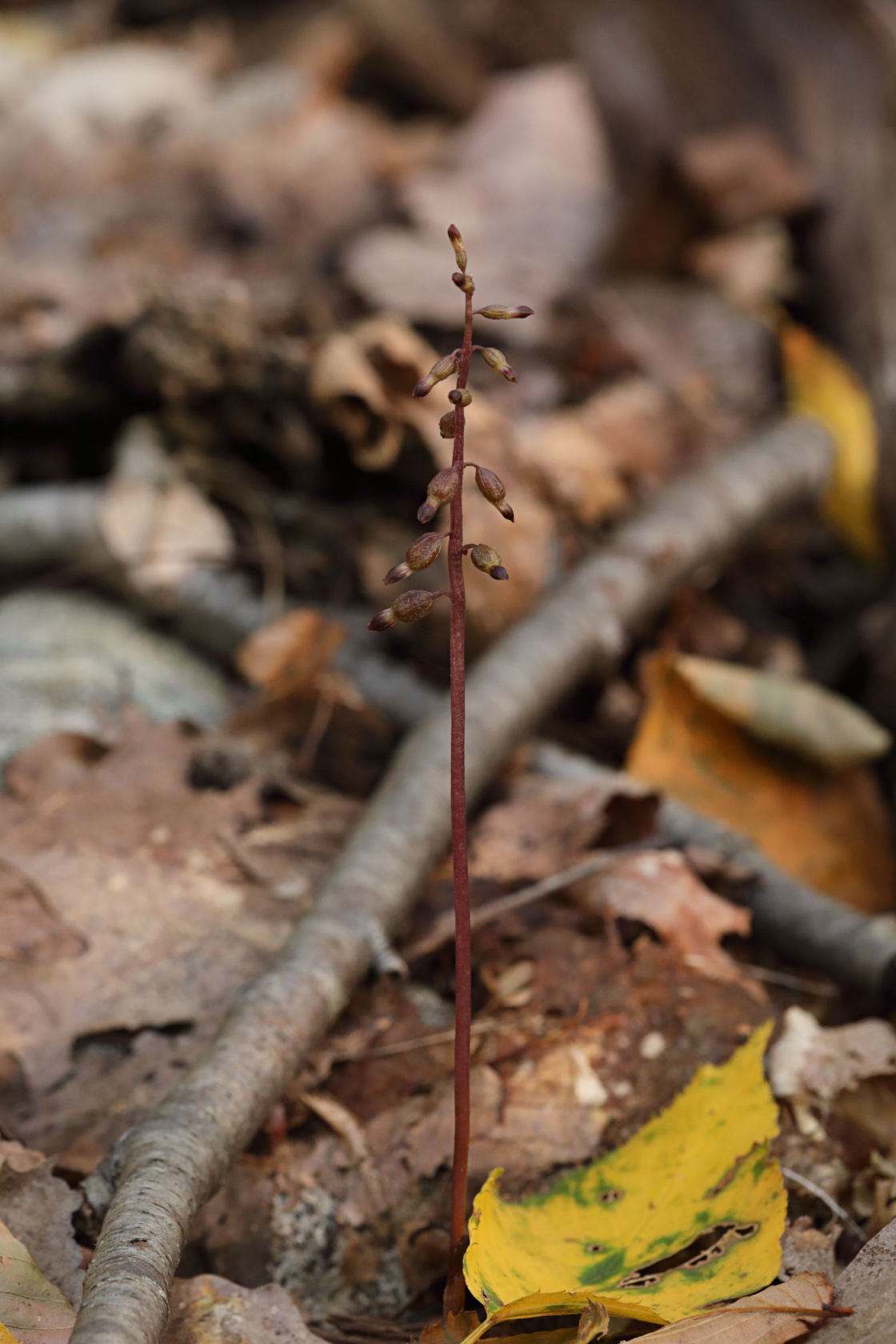 Autumn Coralroot