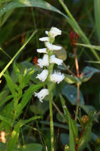 Spiranthes arcisepala