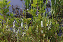 Spiranthes arcisepala