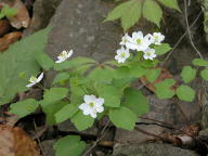 Thalictrum thalictroides