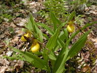 Cypripedium parviflorum var. pubescens