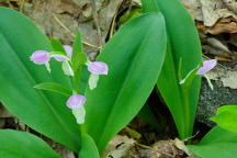 Galearis spectabilis