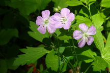 Geranium maculatum