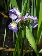 Iris versicolor