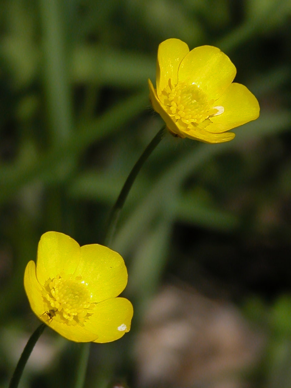Creeping Buttercup