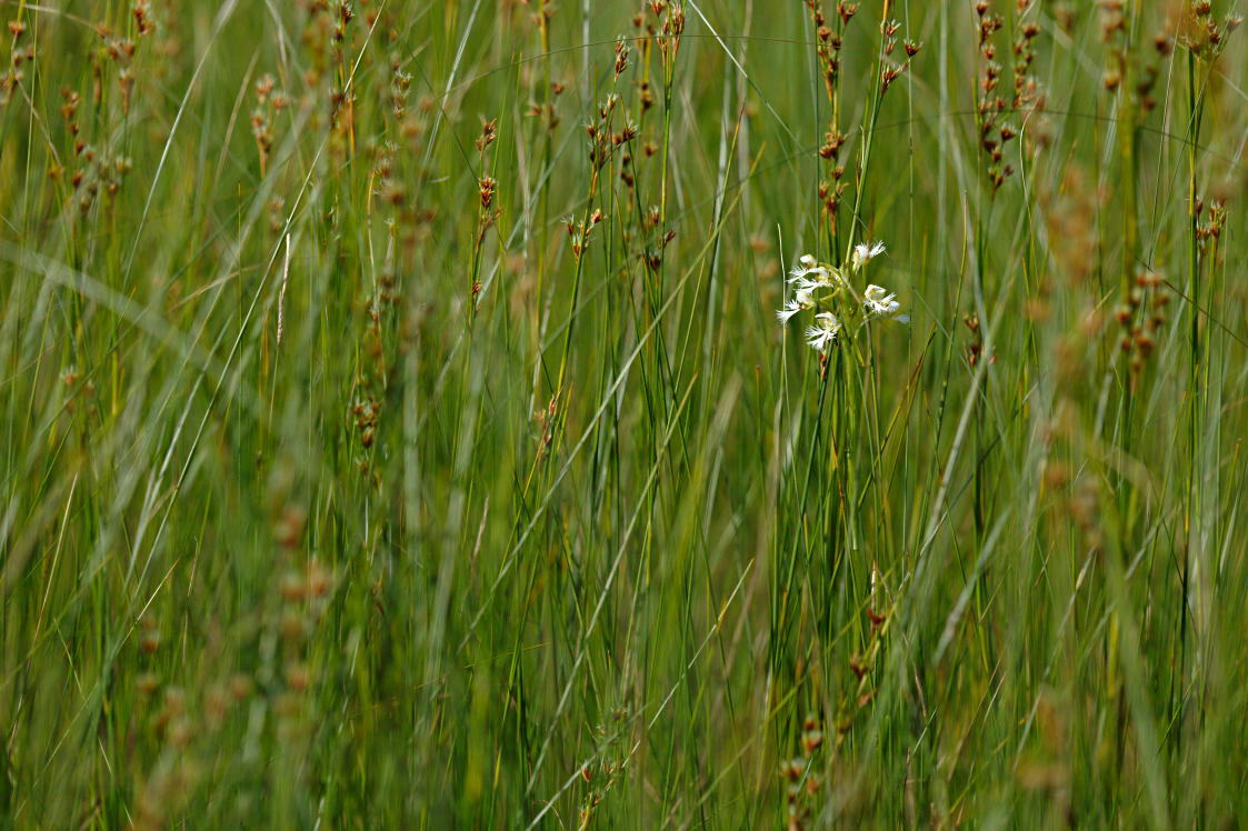 Eastern Prarie Fringed Orchid