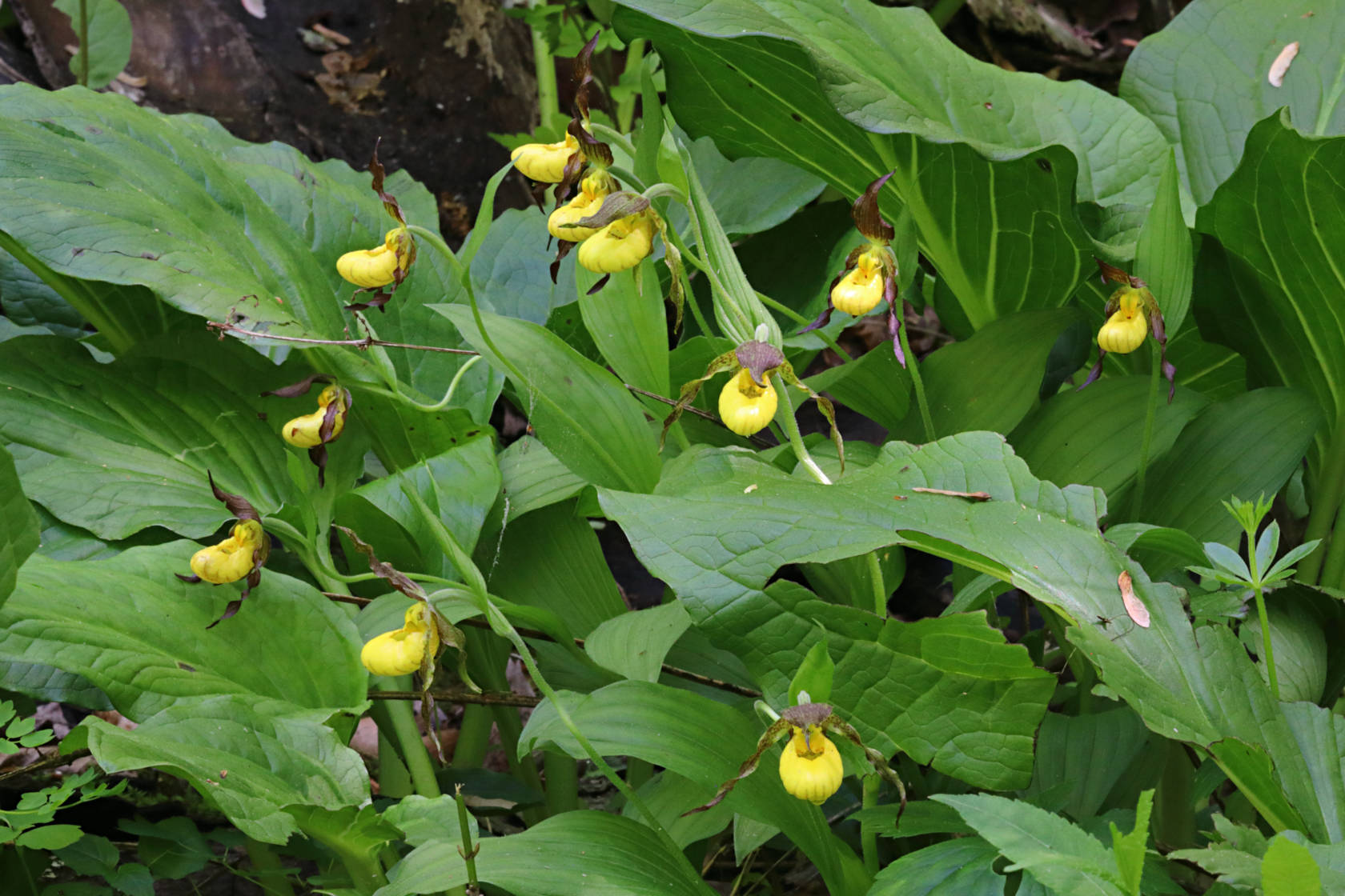 Northern Small Yellow Lady's Slipper