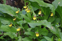 Cypripedium parviflorum var. makasin