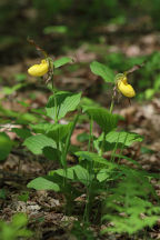 Cypripedium parviflorum var. pubescens
