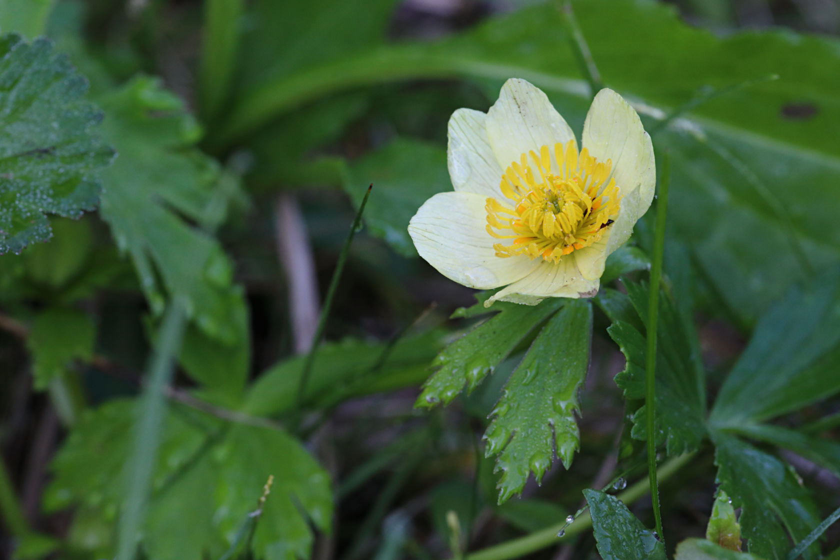 Spreading Globe Flower