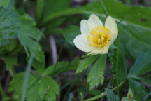 Trollius laxus ssp. laxus