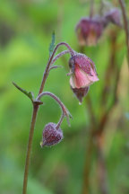 Geum rivale