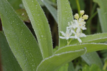 Maianthemum stellatum