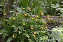 Cypripedium parviflorum var. makasin