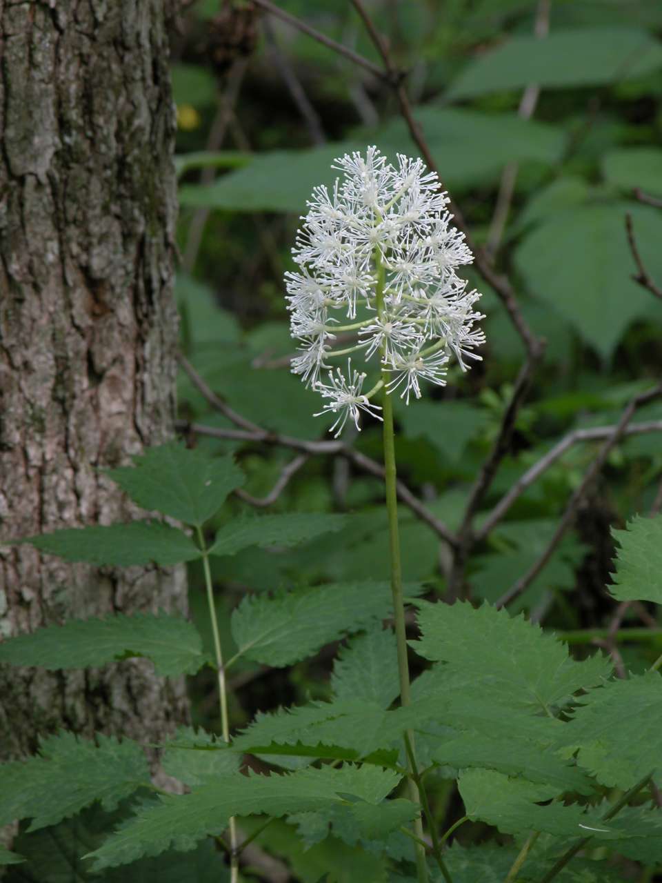 Unidentified flowering shrub