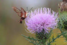 Hummingbird Clearwing Moth on Field Thistle