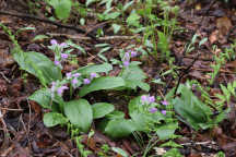 Galearis spectabilis