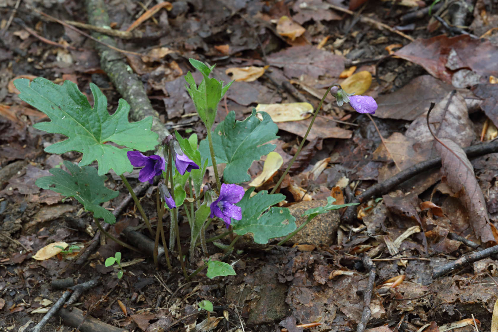 Wood Violet