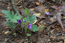 Viola palmata
