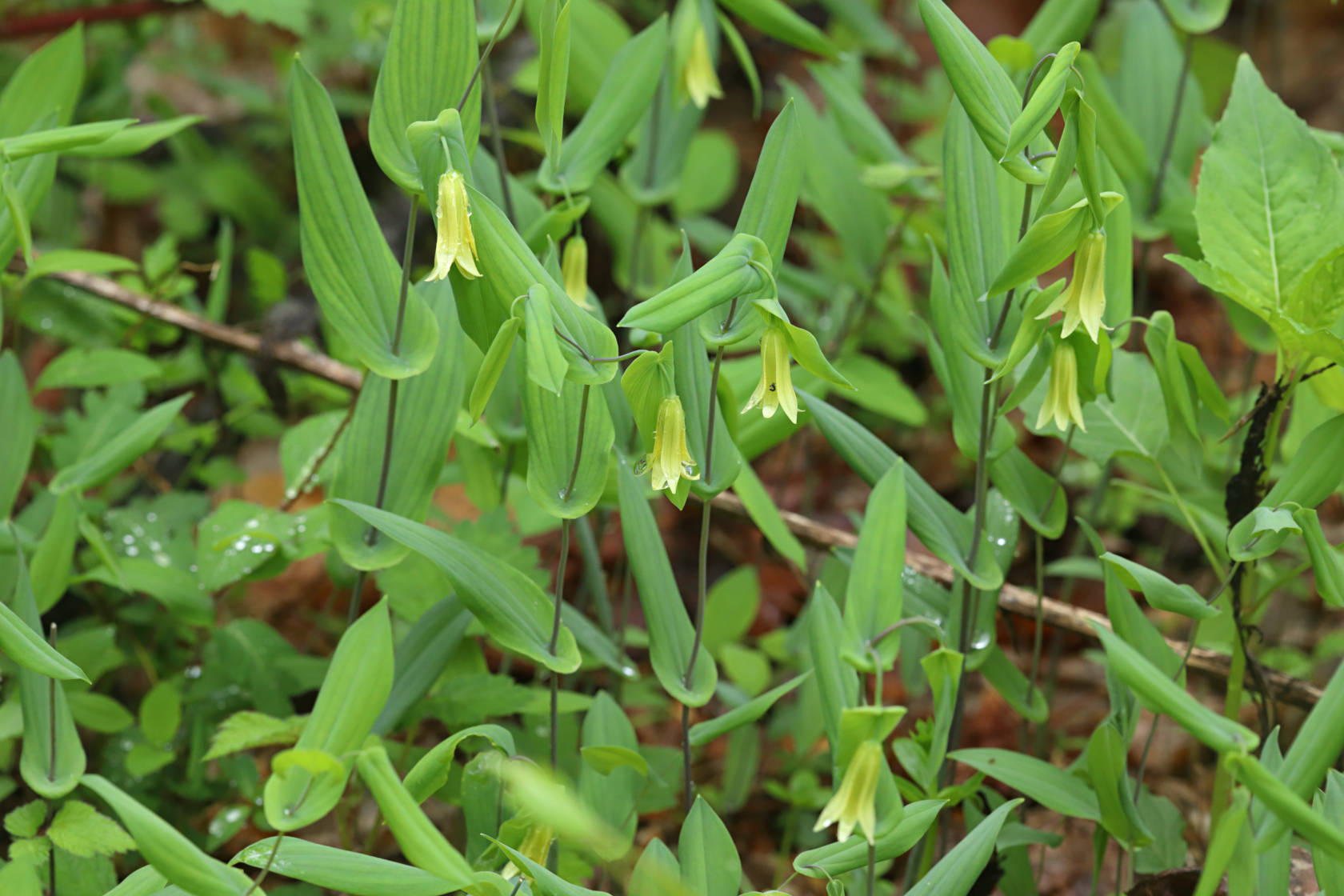 Perfoliate Bellwort