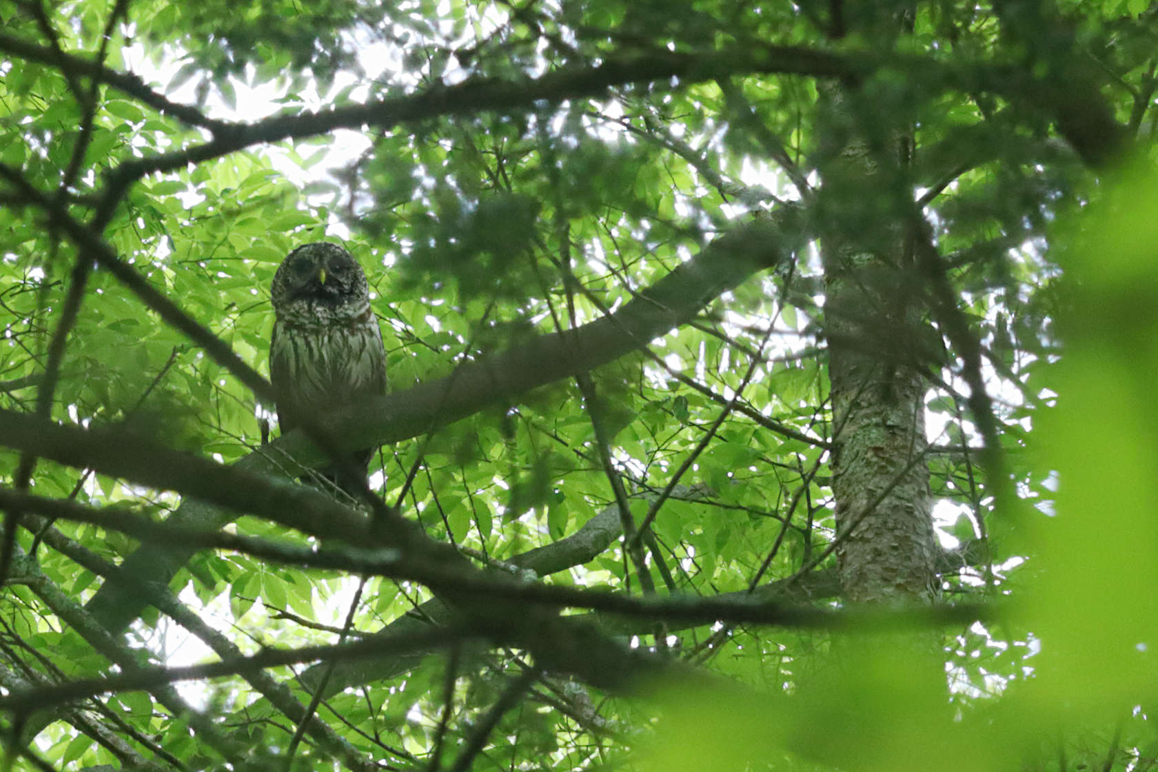 Barred Owl