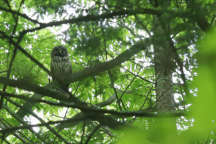 Barred Owl