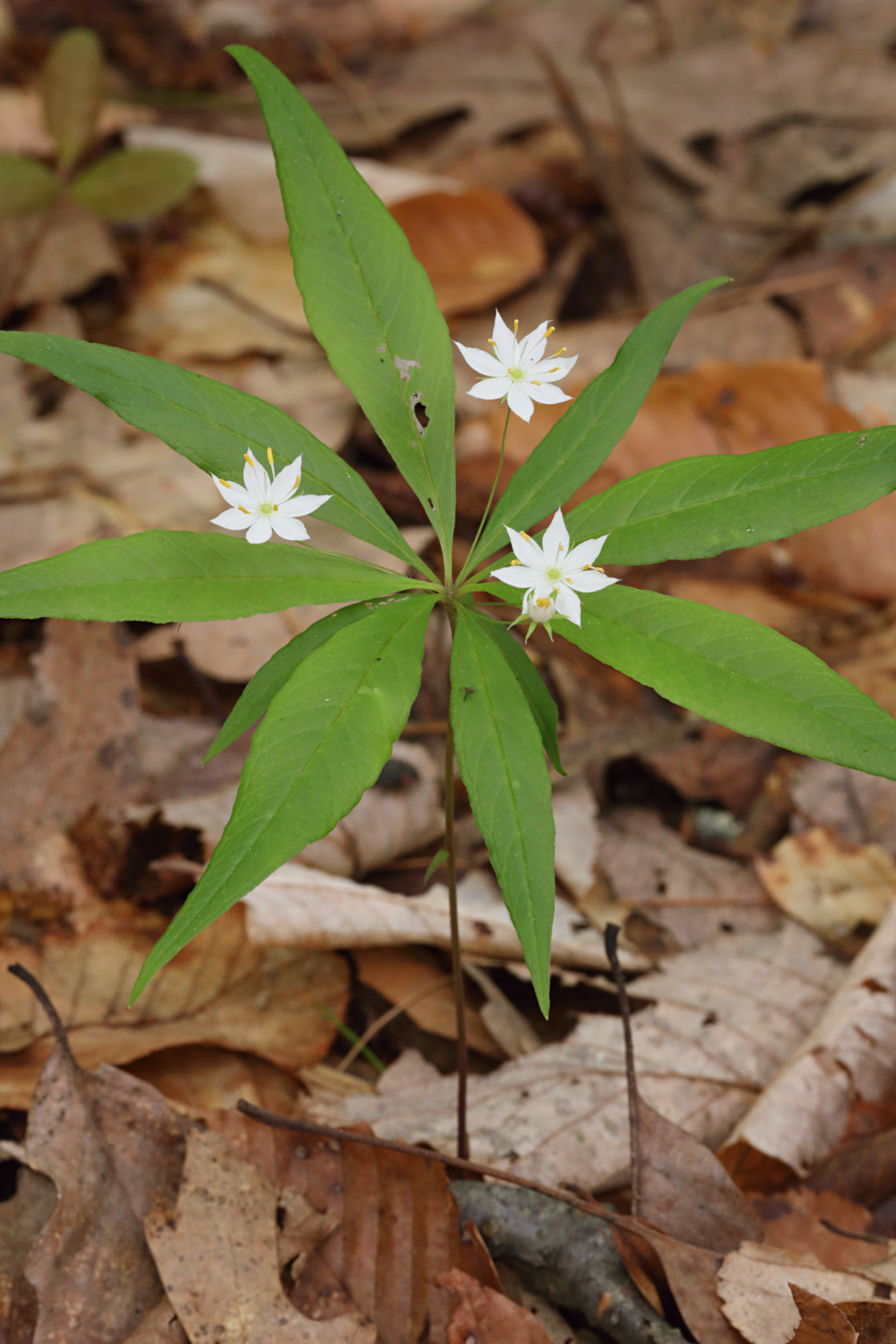 Starflower
