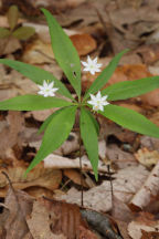 Trientalis borealis