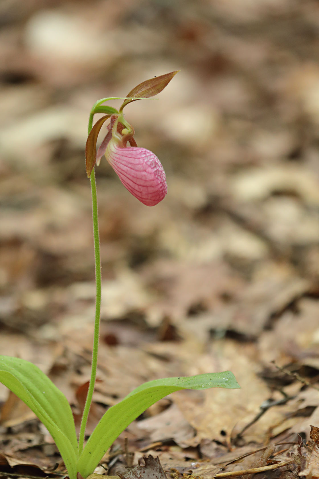 Pink Lady's Slipper