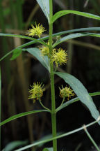 Lysimachia thyrsiflora
