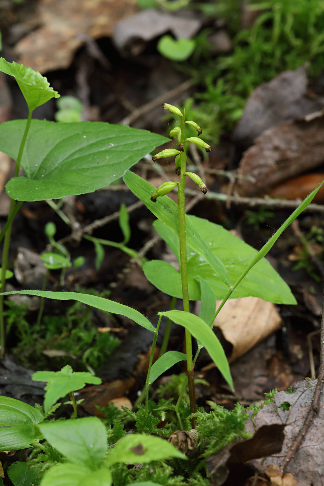 Early Coralroot